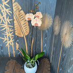 Phalaenopsis Karamel