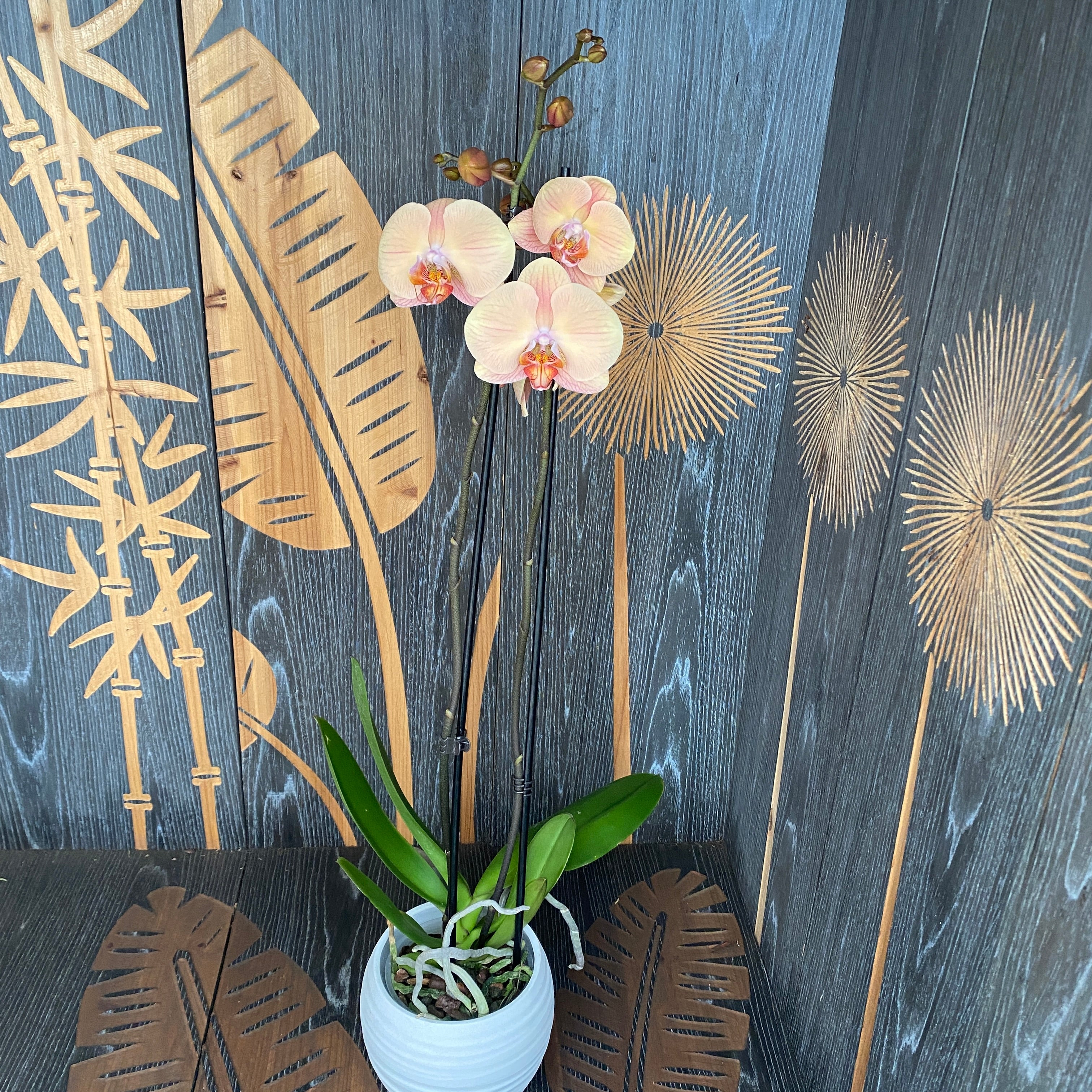 Phalaenopsis Caramello