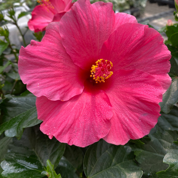 Hibiscus rosa-sinensis 'Adonis' - Japanese rose with large flower (2 plants/pot)