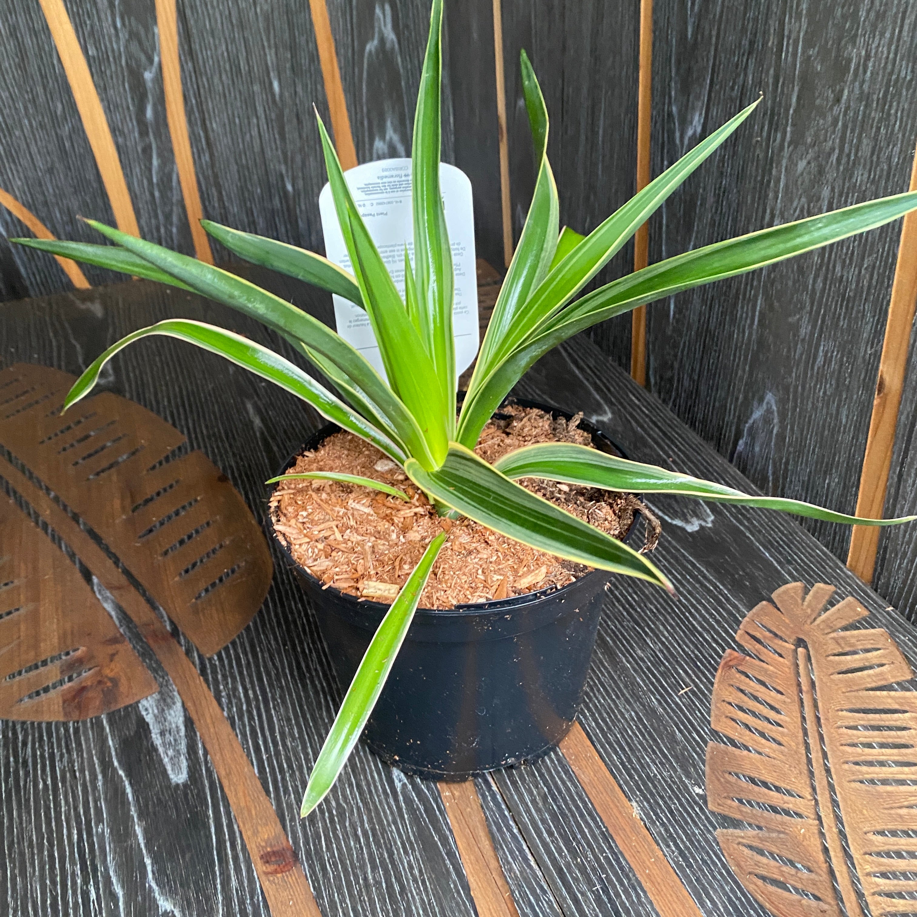 Yucca de gradina - yucca gloriosa variegata