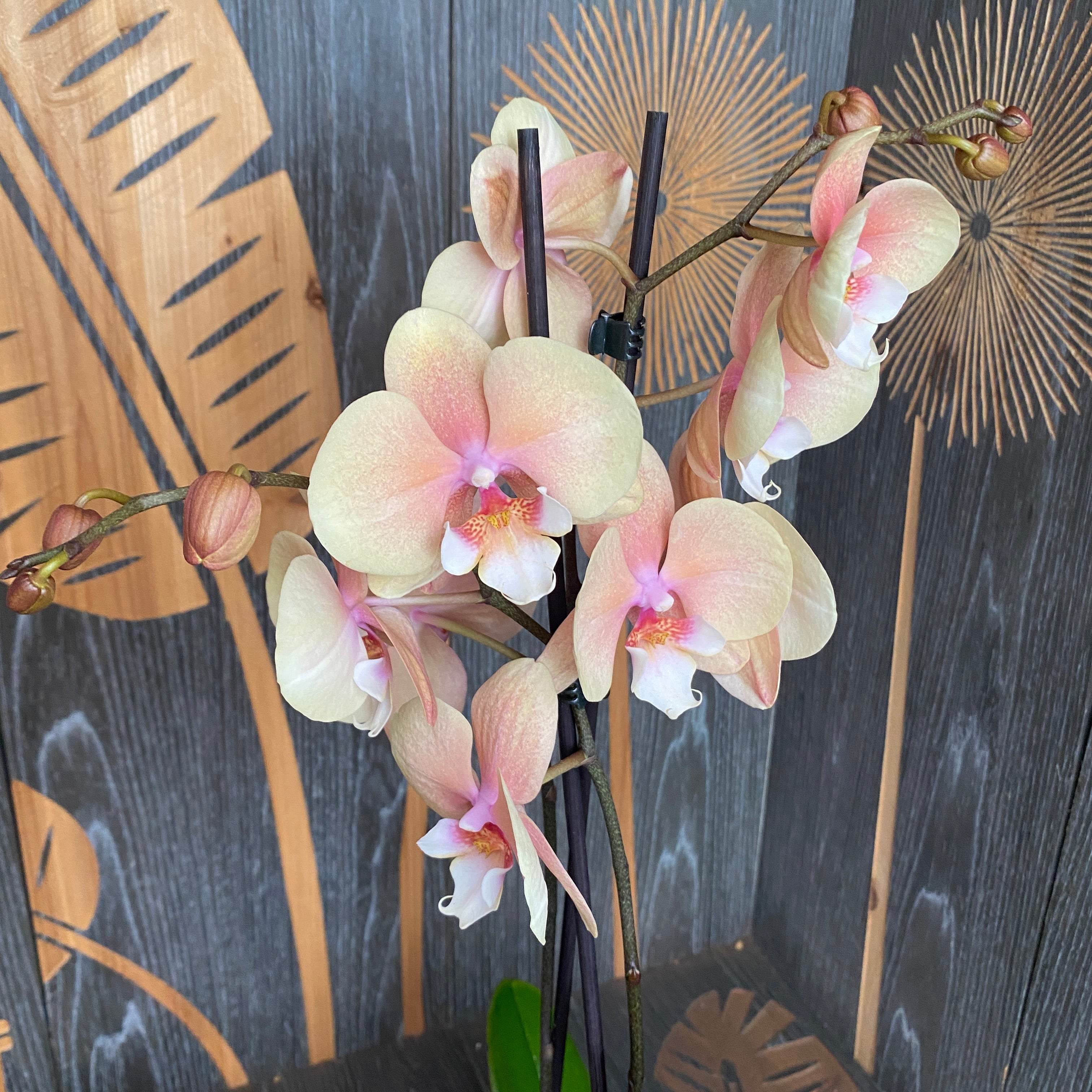 Phalaenopsis ‘Charming Cream’ big lip
