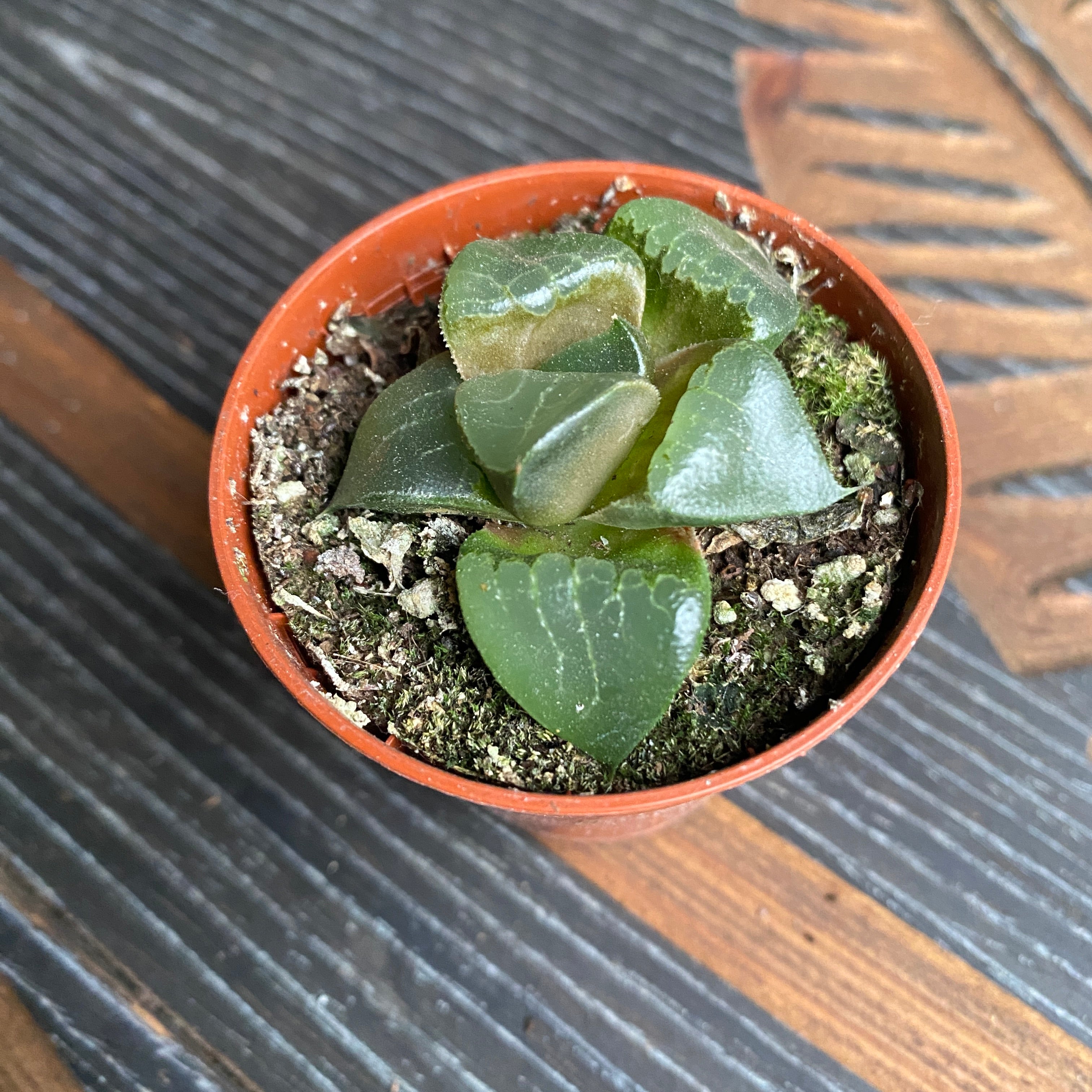 Haworthia springbokvlakensis hybrid