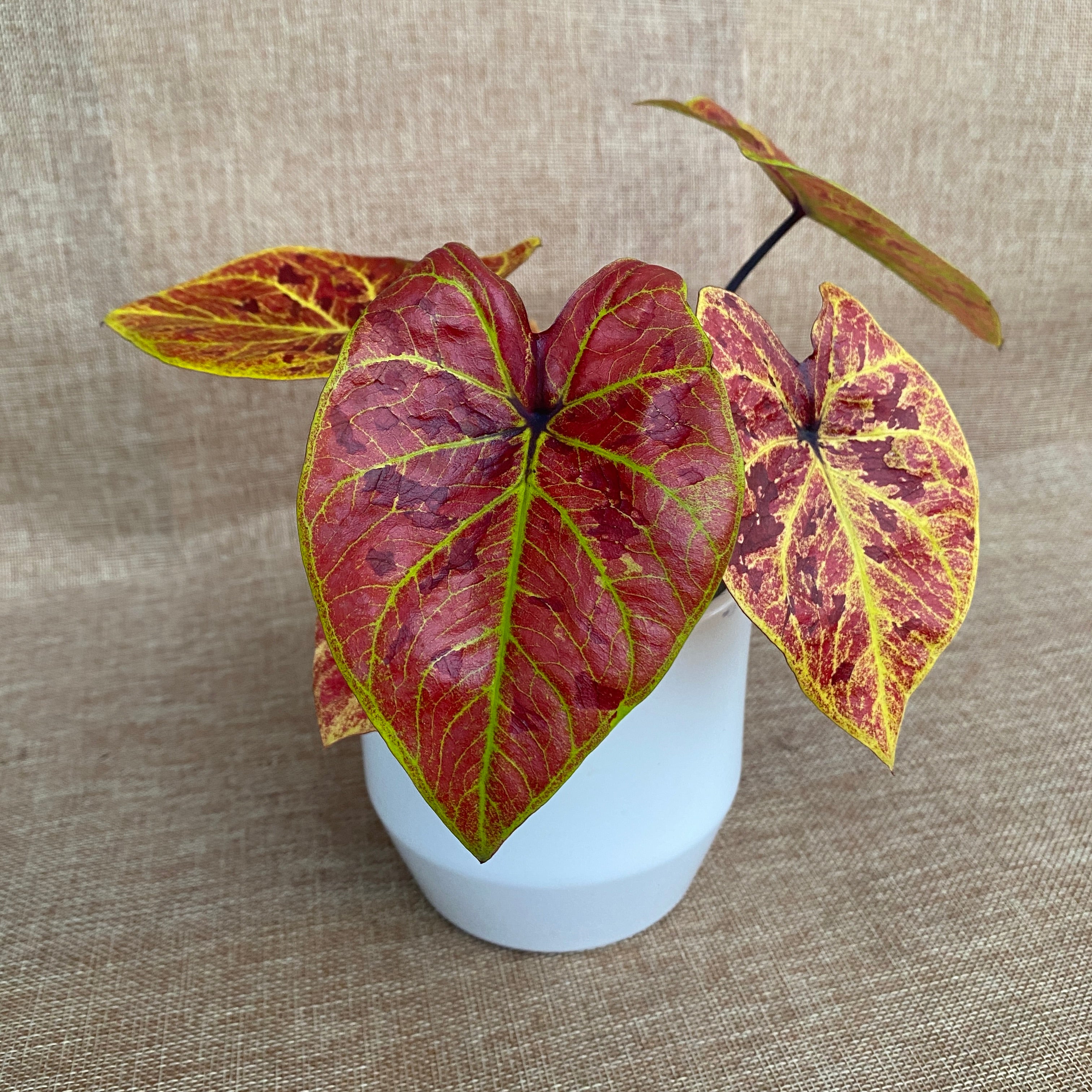 Caladium 'Elaine'