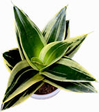 Sansevieria ‘Glimmering Star’ D9