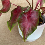 Caladium 'Alexa Pink'