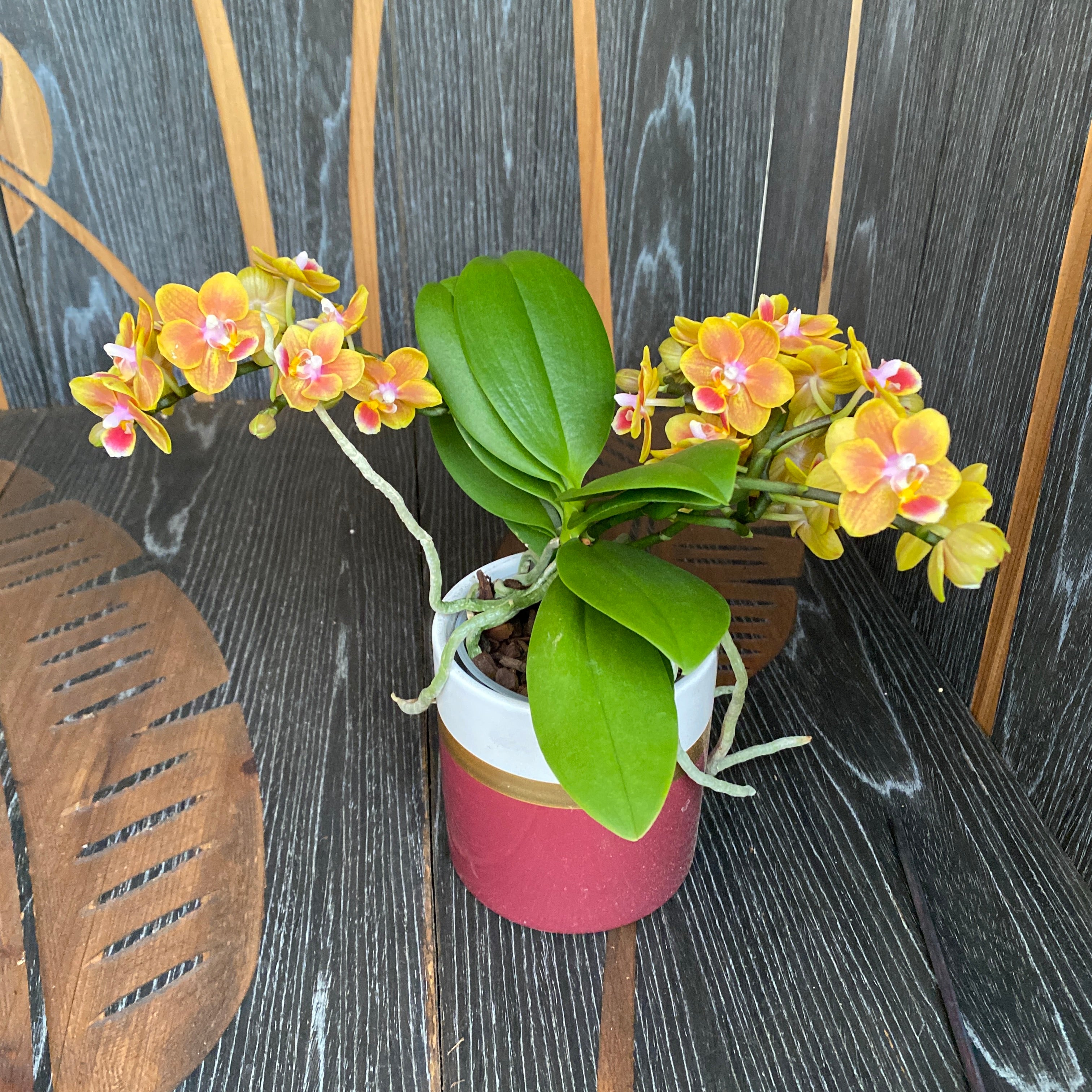 Phalaenopsis Shih Fang Savory Orange - fleurs parfumées