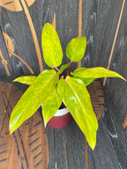 Philodendron 'Painted Lady' - 2 plante/ghiveci