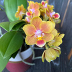 Phalaenopsis Shih Fang Savory Orange - vonné květy