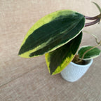 Hoya macrophylla 'Albomarginata'