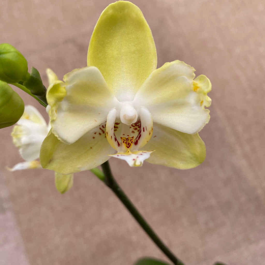 Phalaenopsis Younghome Green Dancer '519' (pelorický)