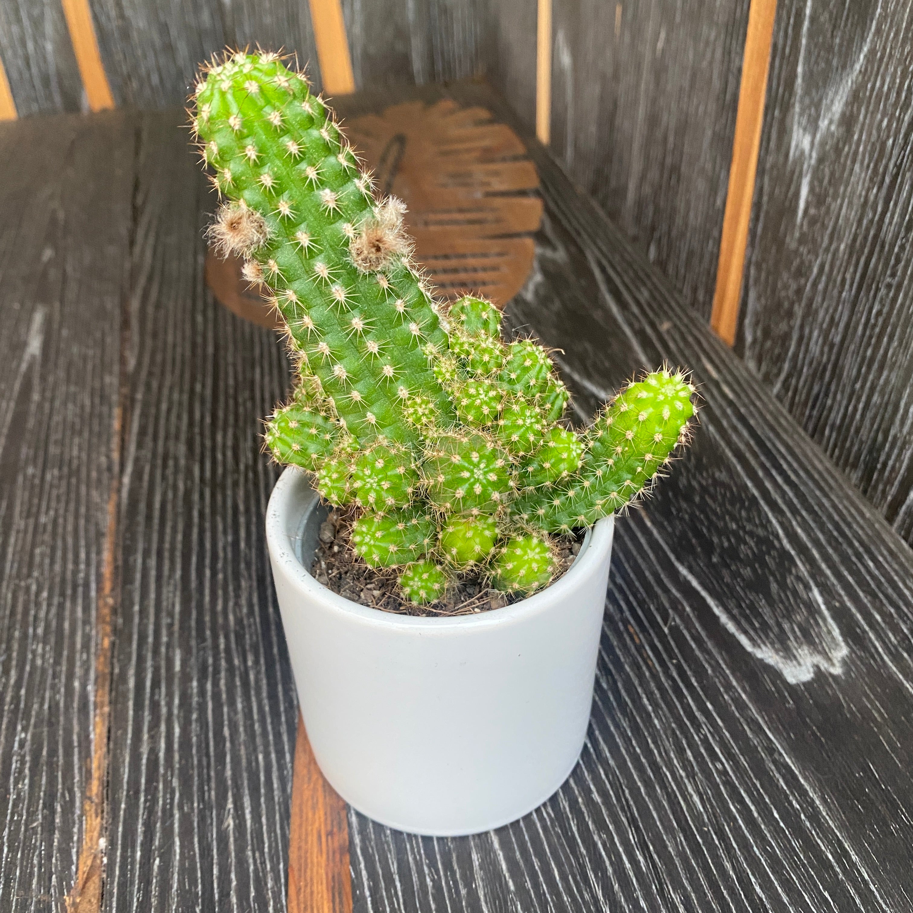 Chamaelobivia hibrid