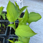 Hosta 'Lady Guinevere' (Λίλιουμ Πλαντέιν 'Lady Guinevere') - φθινοπωρινό κρίνο