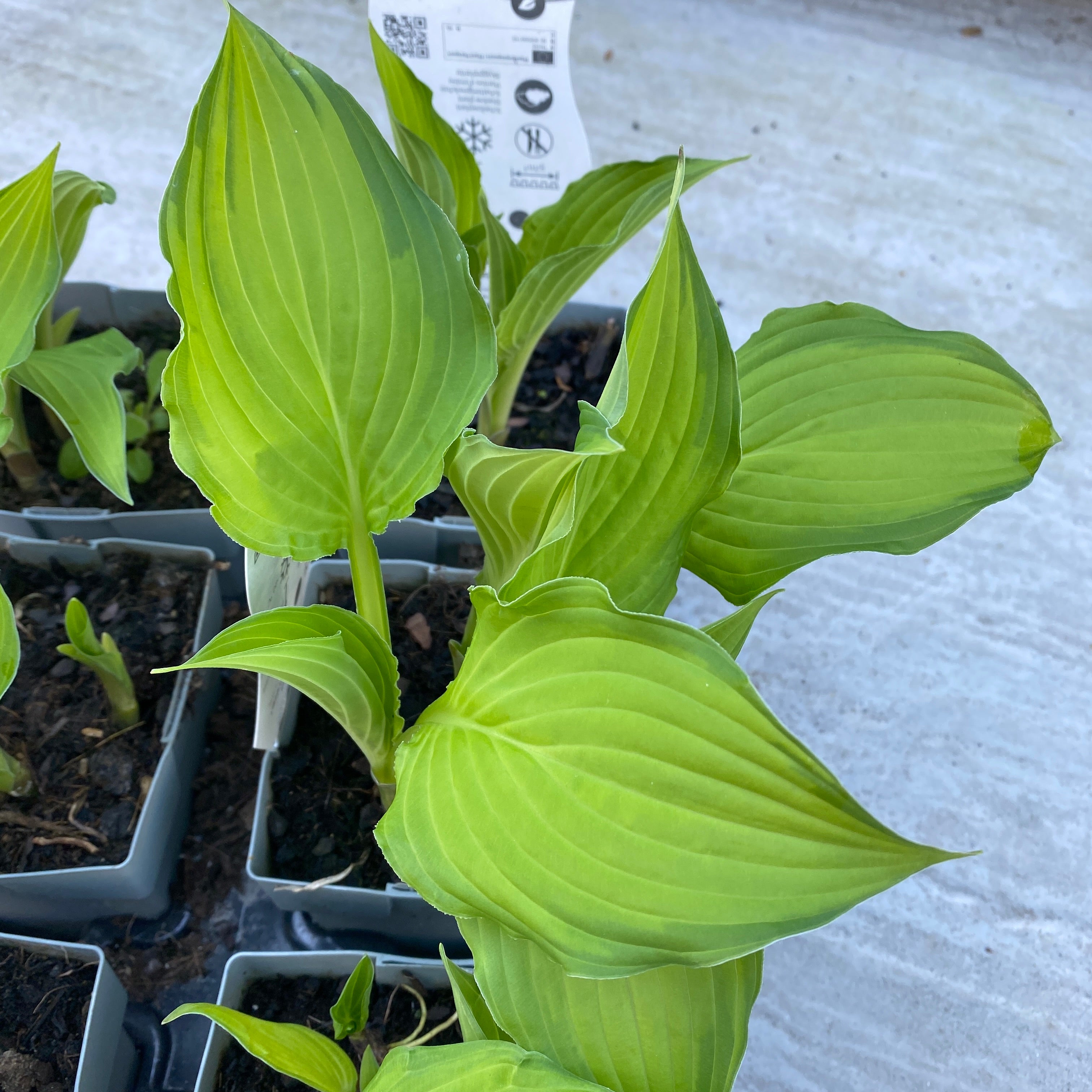 Hosta 'Lady Guinevere' (Plantain Lily 'Lady Guinevere') - crin de toamna