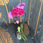 Phalaenopsis Fontano Triton  - floarea XXL