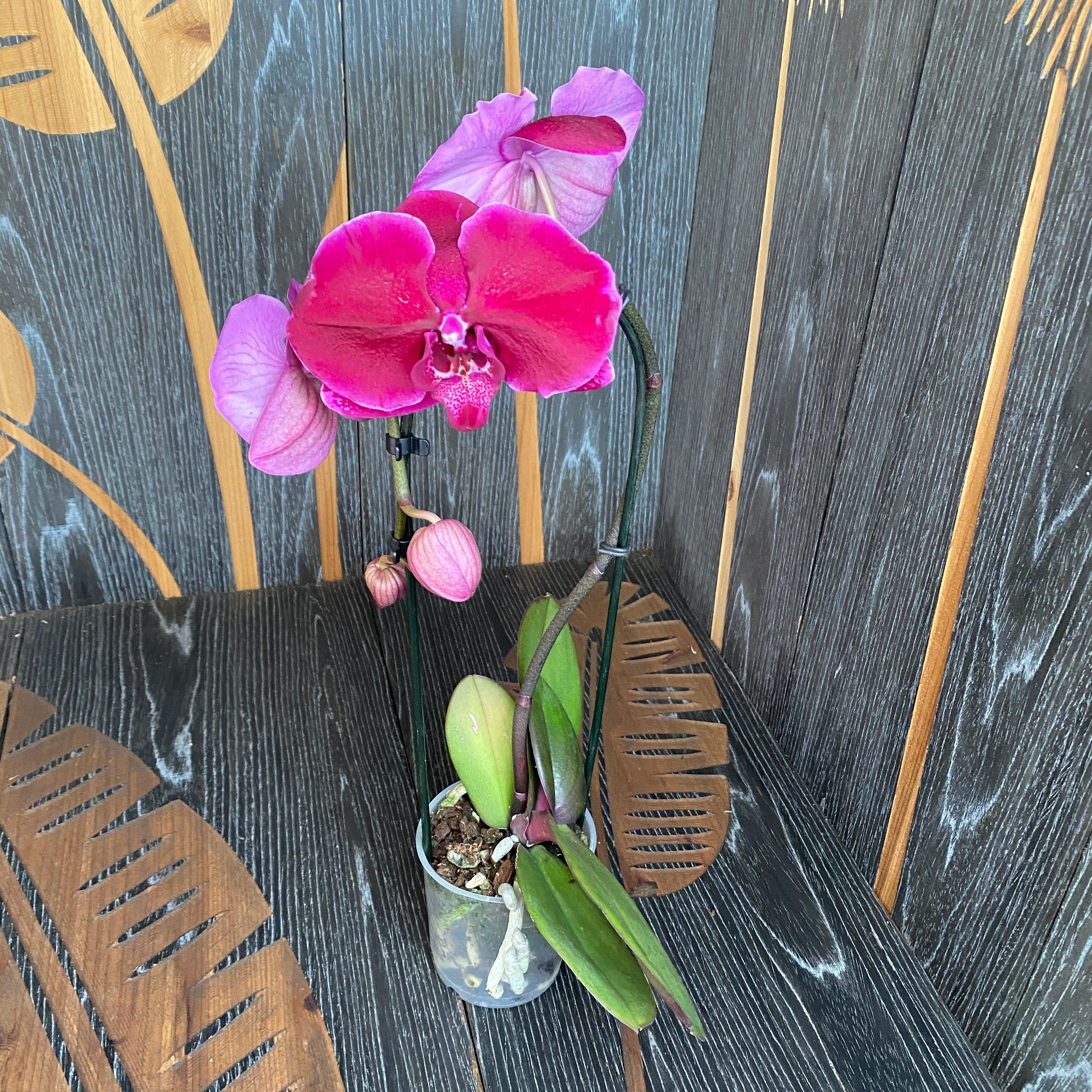 Phalaenopsis Fontano Triton - XXL-Blume