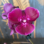 Phalaenopsis Limited #36