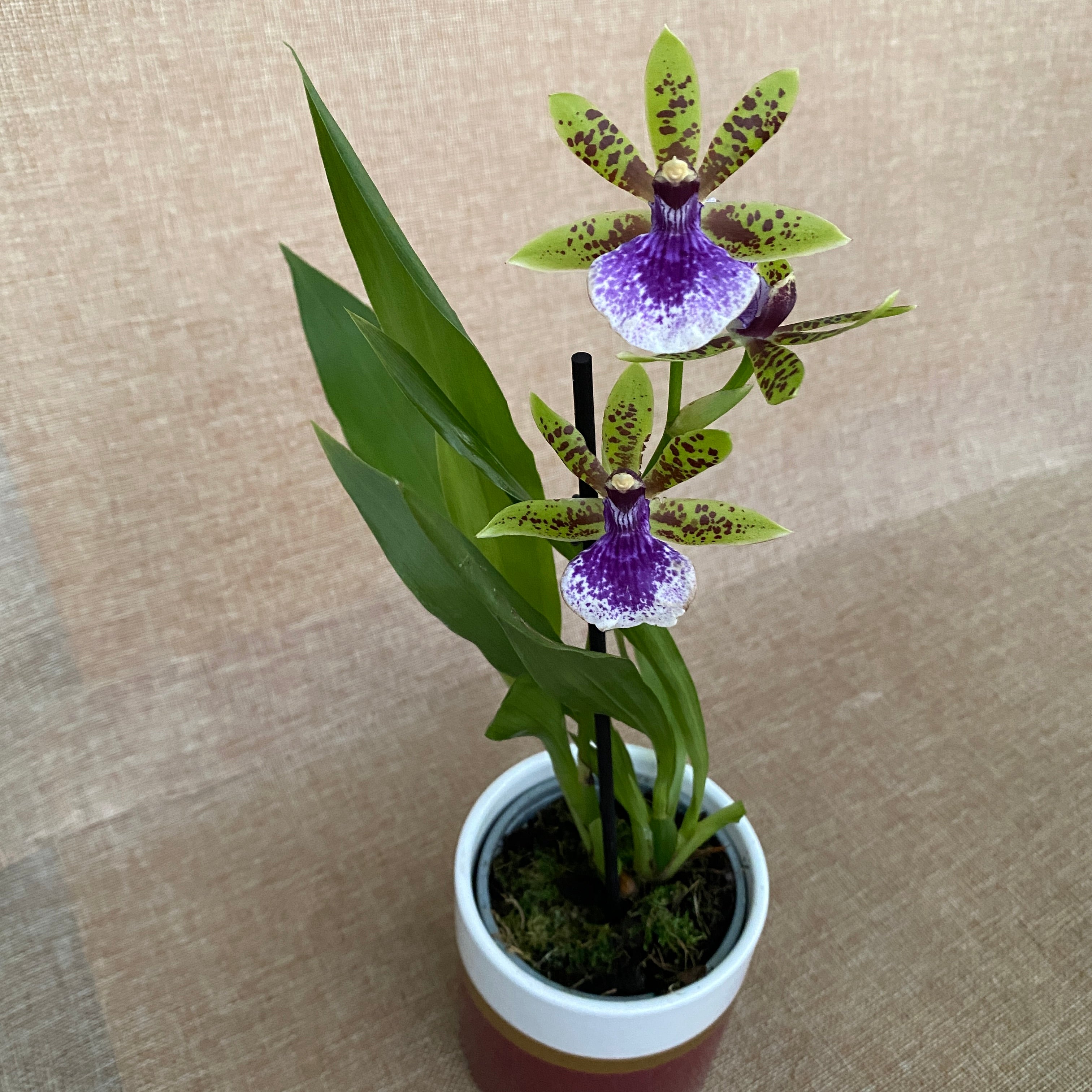 Zygopetalum maculatum - intensiv duftend