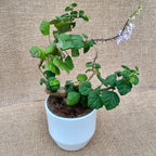 Plectranthus ernstii ('Bonsai Minze') - duftende Blätter