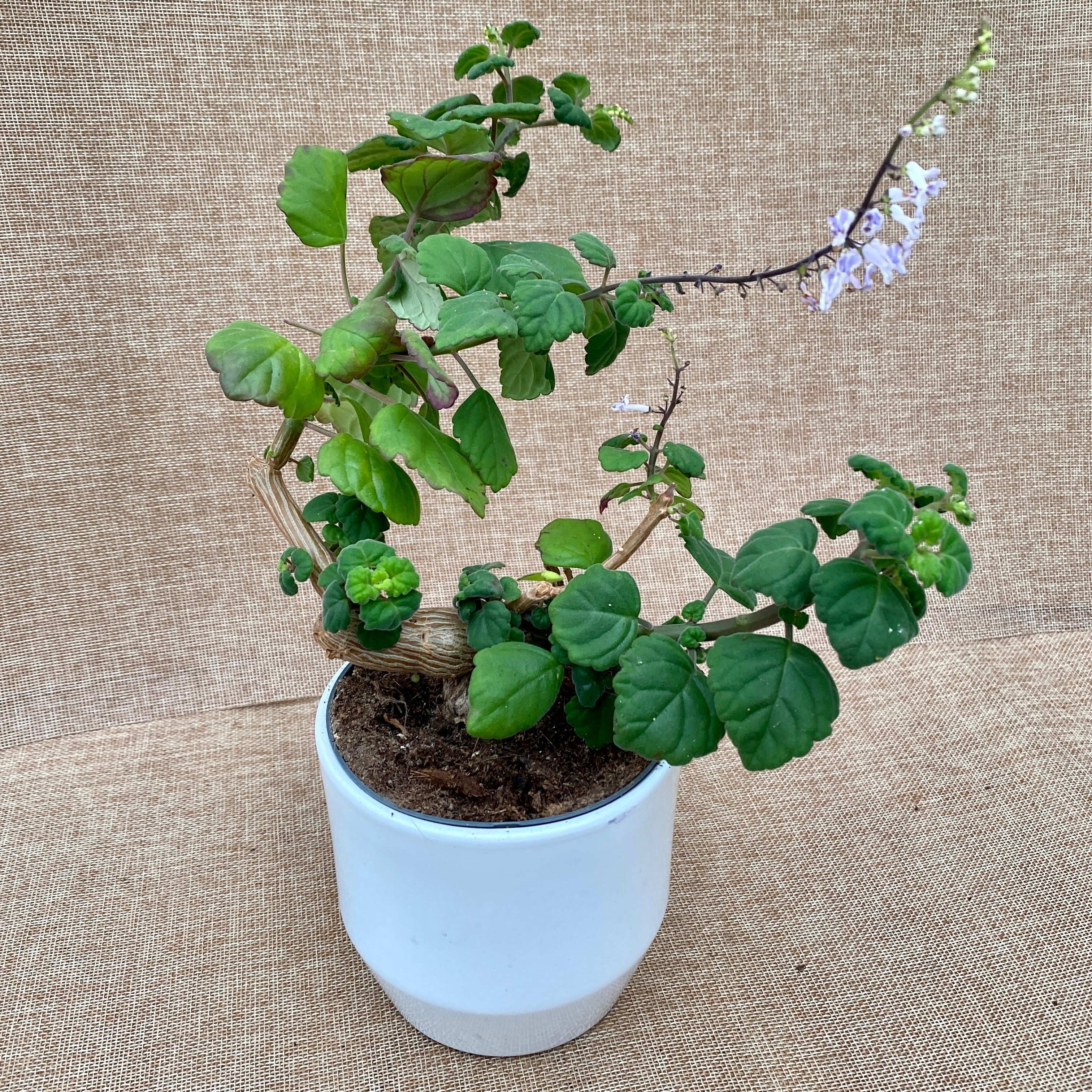 Plectranthus ernstii ('Bonsai Mint') - frunze parfumate