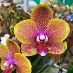 Phalaenopsis Sogo Lawrence - αρωματικό