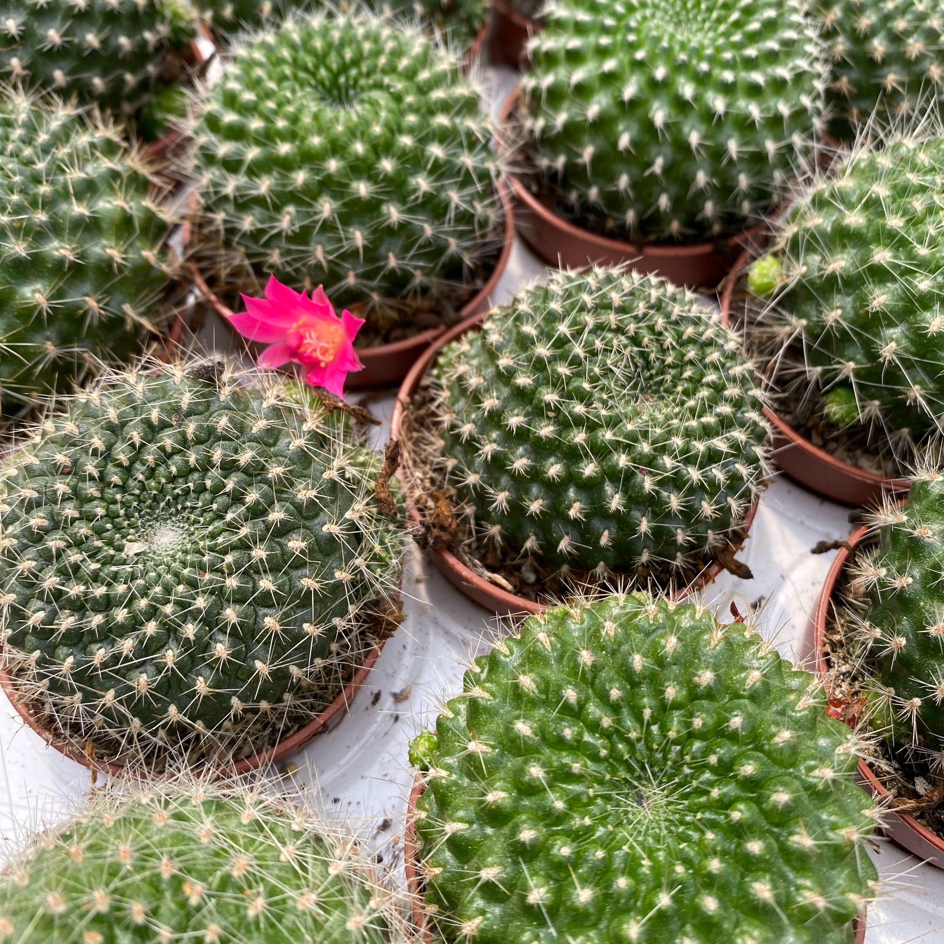 Rebutia Krainziana - cactus globular cu inflorire spectaculoasa