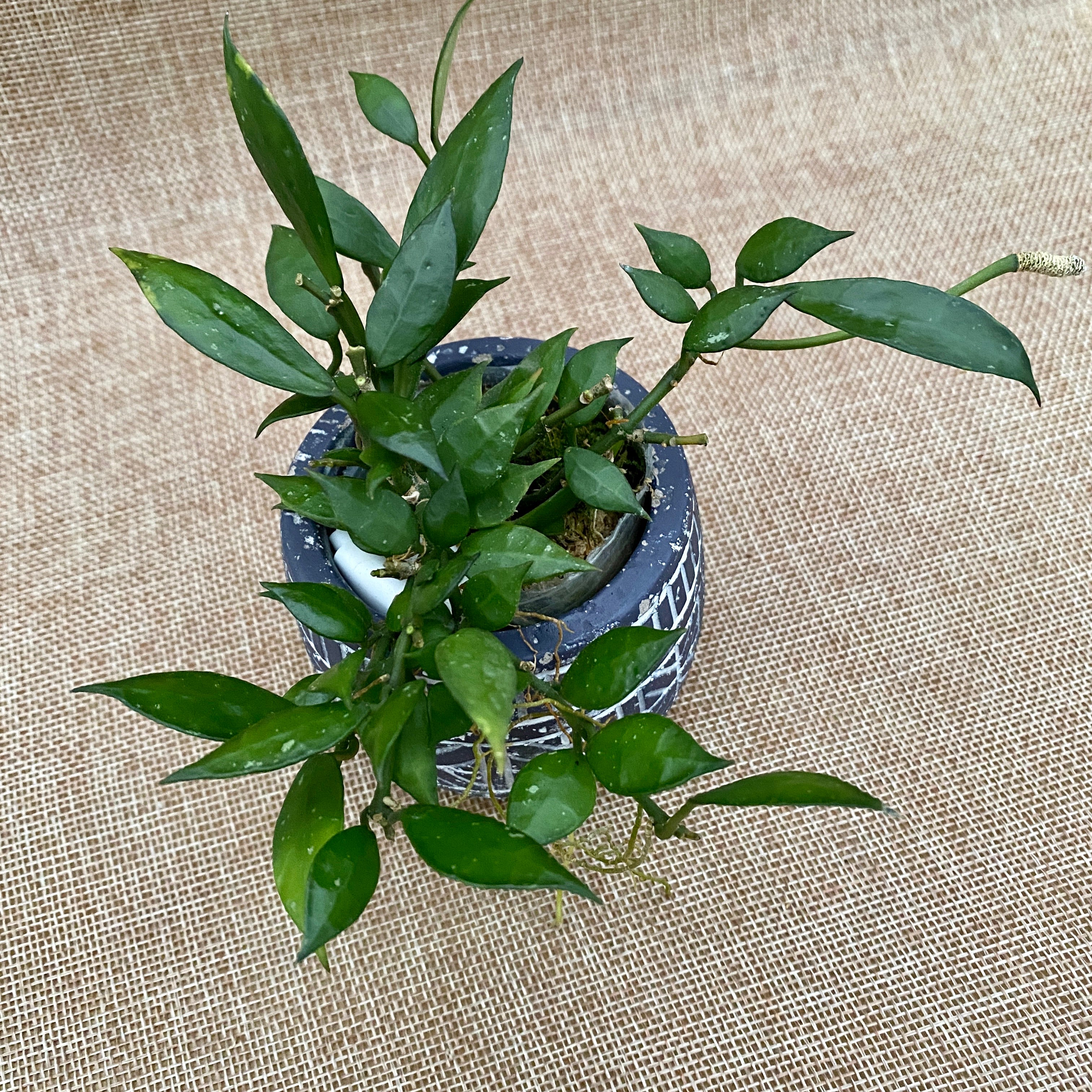 Hoya lacunosa 'Tove' - parfum de scortisoara