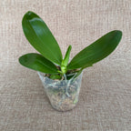 Phalaenopsis Miki Mok Choi Bear Queen '687' *voňavý