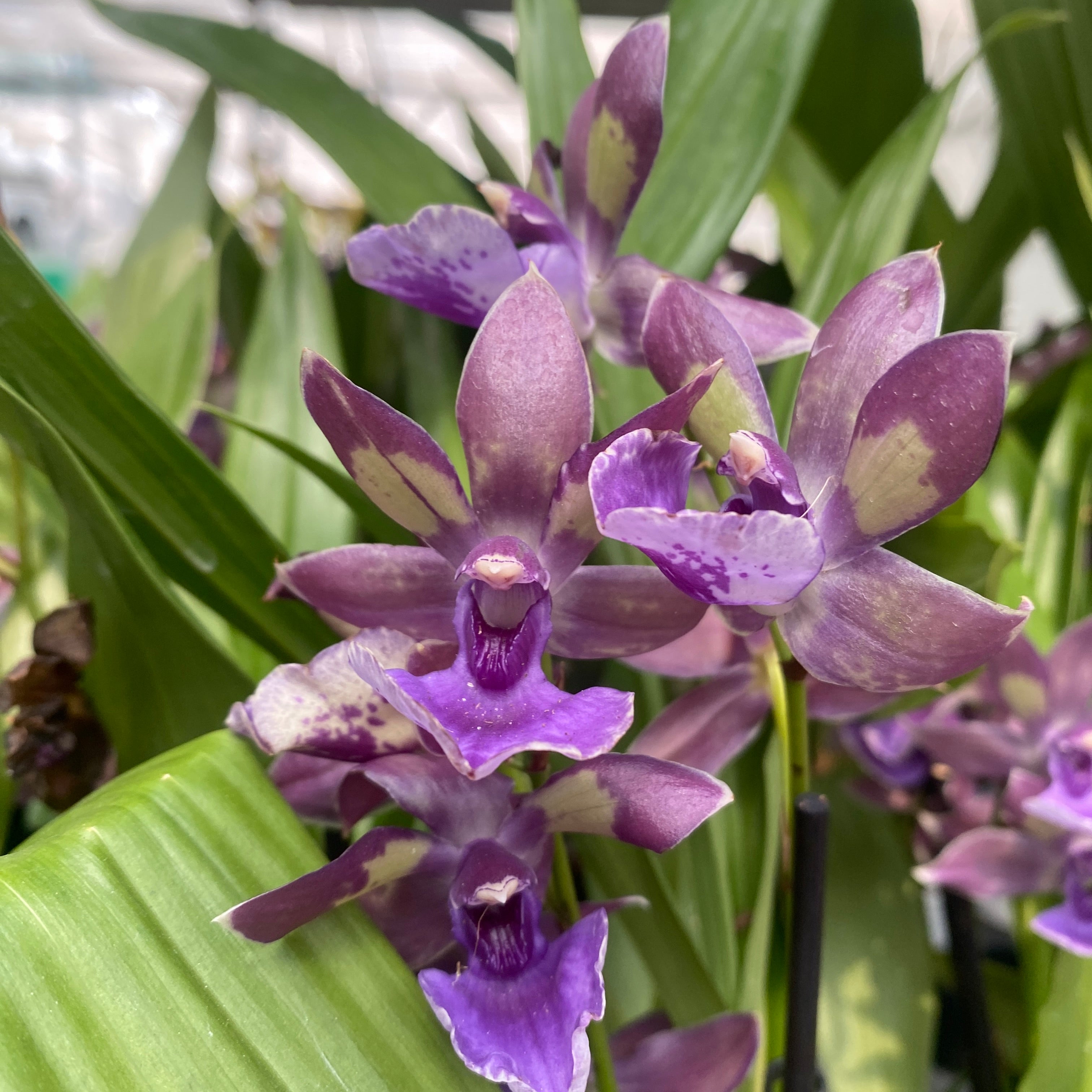 Zygonisia Rhein Blue Angel * parfumat