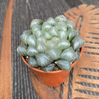 Haworthia obtusa 'Cooperi' var. 'Grey Ghost'