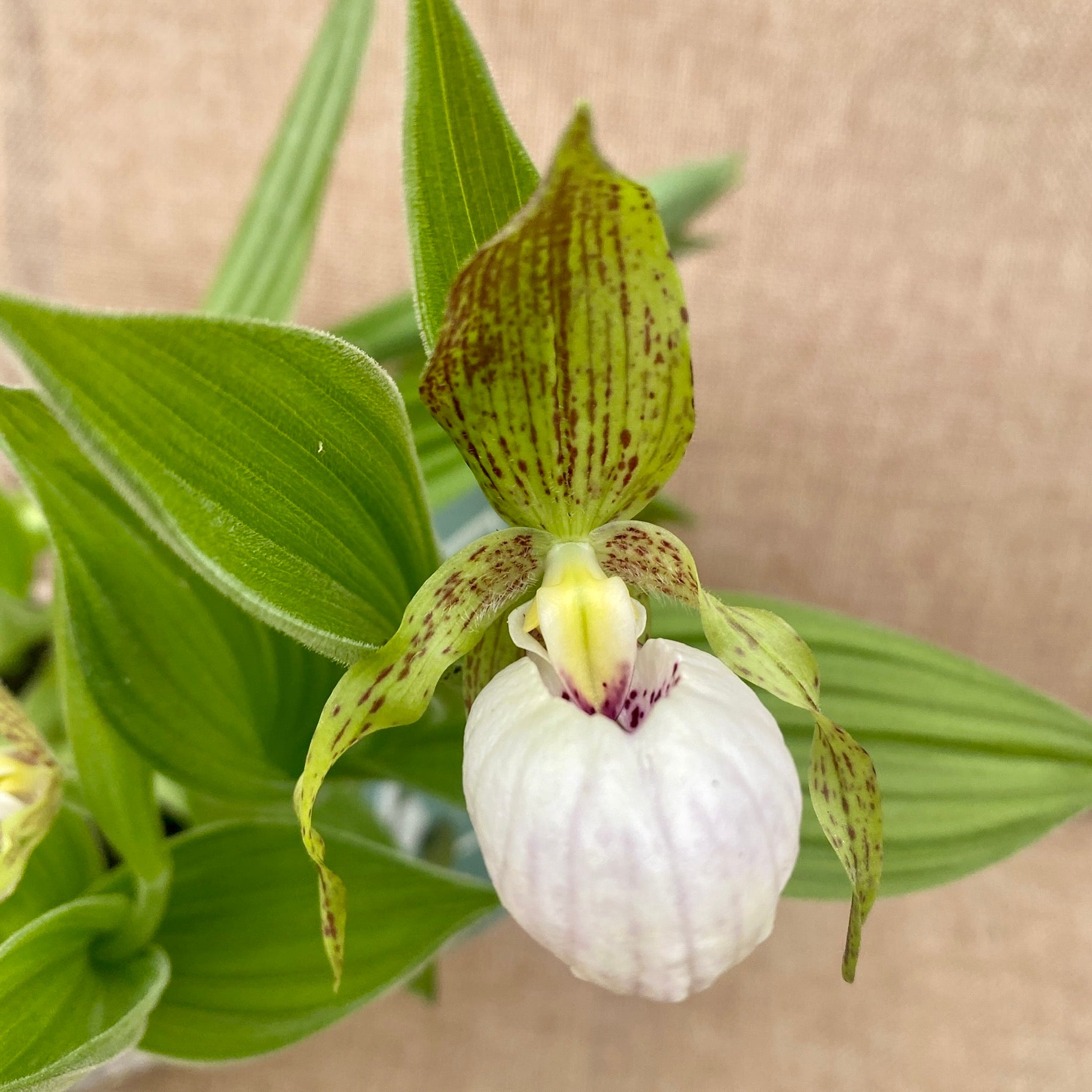 Cypripedium White - Cypripedium macranthos var. albiflorum (orhidee de gradina)
