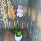 Phalaenopsis Mellowstar