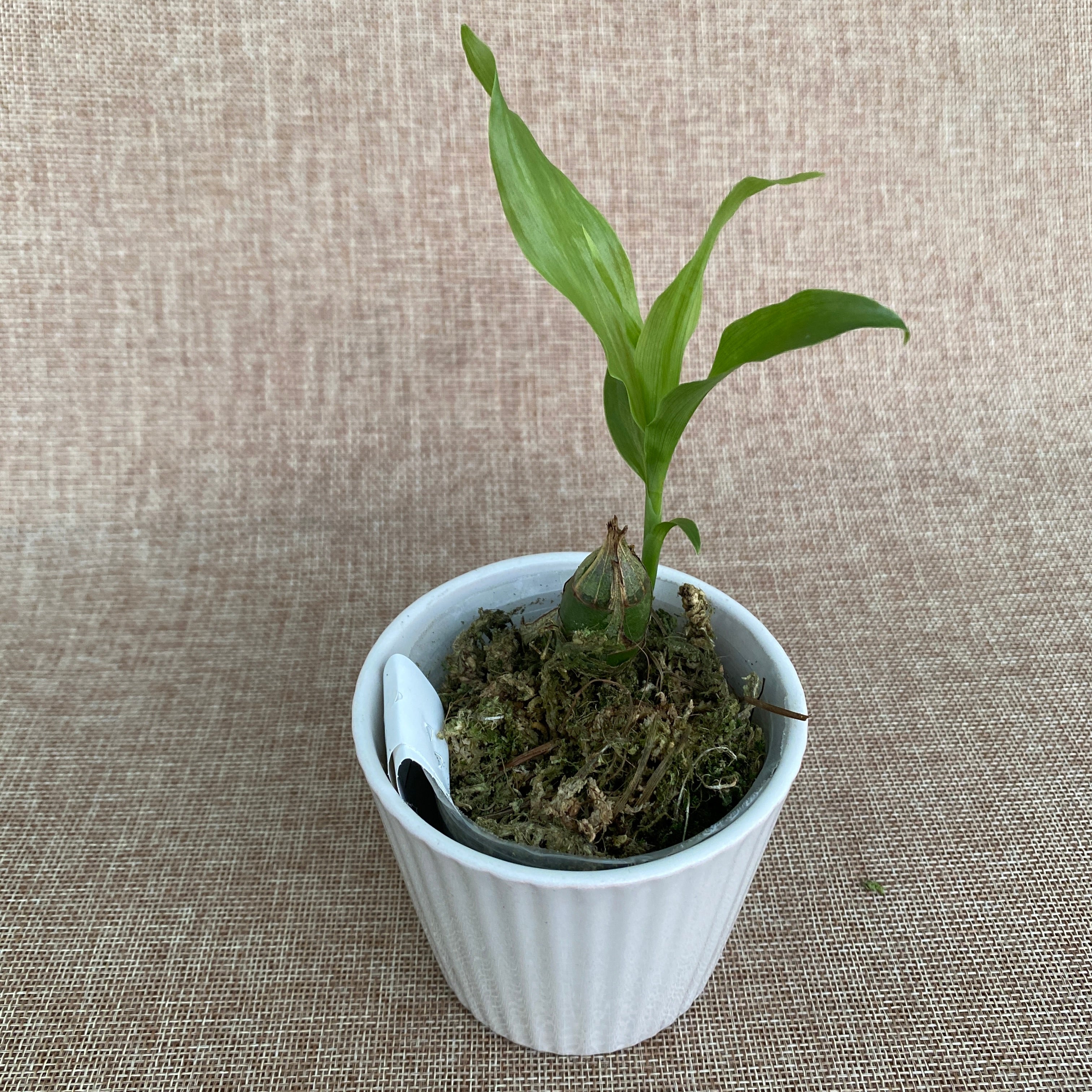 Chysis limminghei *fragrant - young specimens