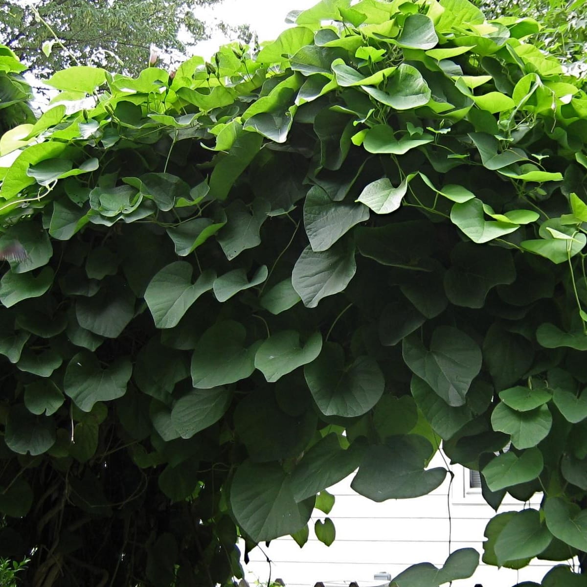 Aristolochia macrophylla (Dutchman's pipe, Pipevine)
