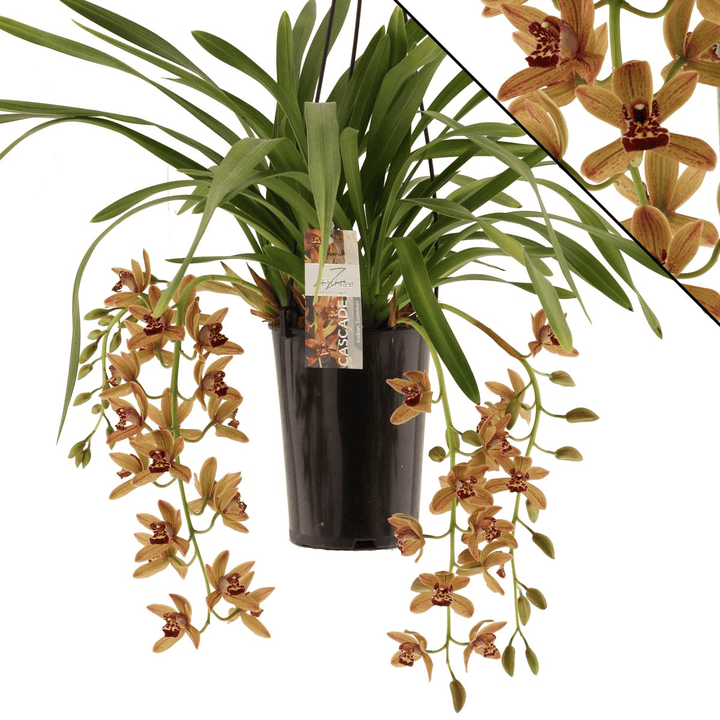 Cymbidium Indian Summer