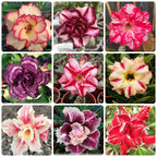 Adenium Obesum mix Taiwan (no Id)