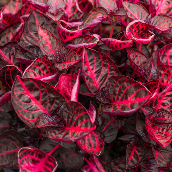 Iresine Herbstii 'Redstar' (Beefsteak Plant) D12