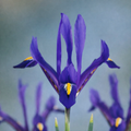 Iris reticulata ‘Blue’ - iris pitic de primavara