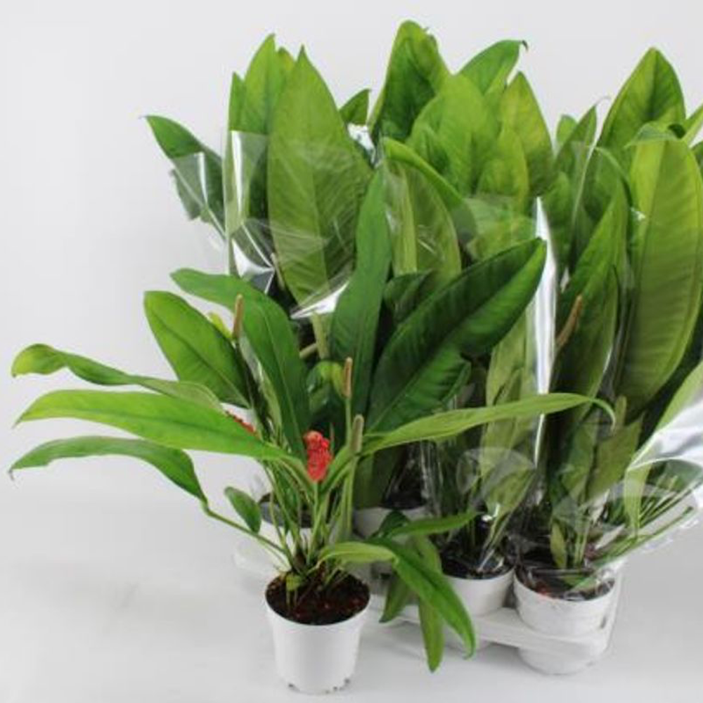 anthurium gracilis red pearls Anthurium gracile (Red Pearl Anthurium) – Secret Garden Plant Shop