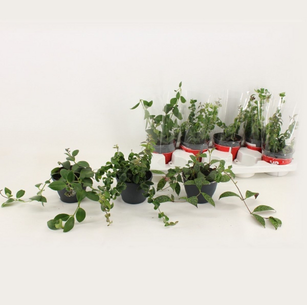 Aeschynanthus-Mischung (Lippenstiftpflanze) 2–3 Stück