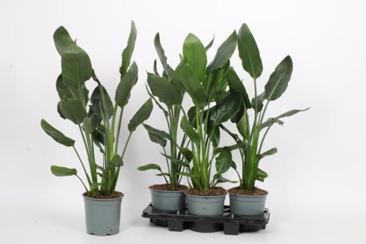 Strelitzia reginae - esemplari XL