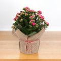 Kalanchoe in sac de iuta – cadou decorativ cu aer rustic