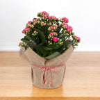 Kalanchoe in sac de iuta – cadou decorativ cu aer rustic