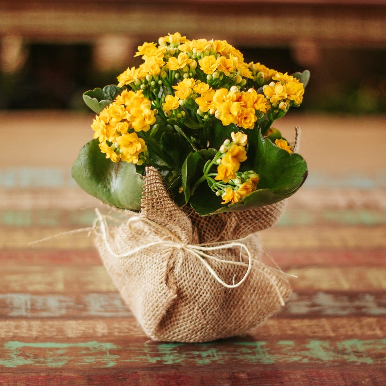 Kalanchoe cu sac de iuta si snur de martisor