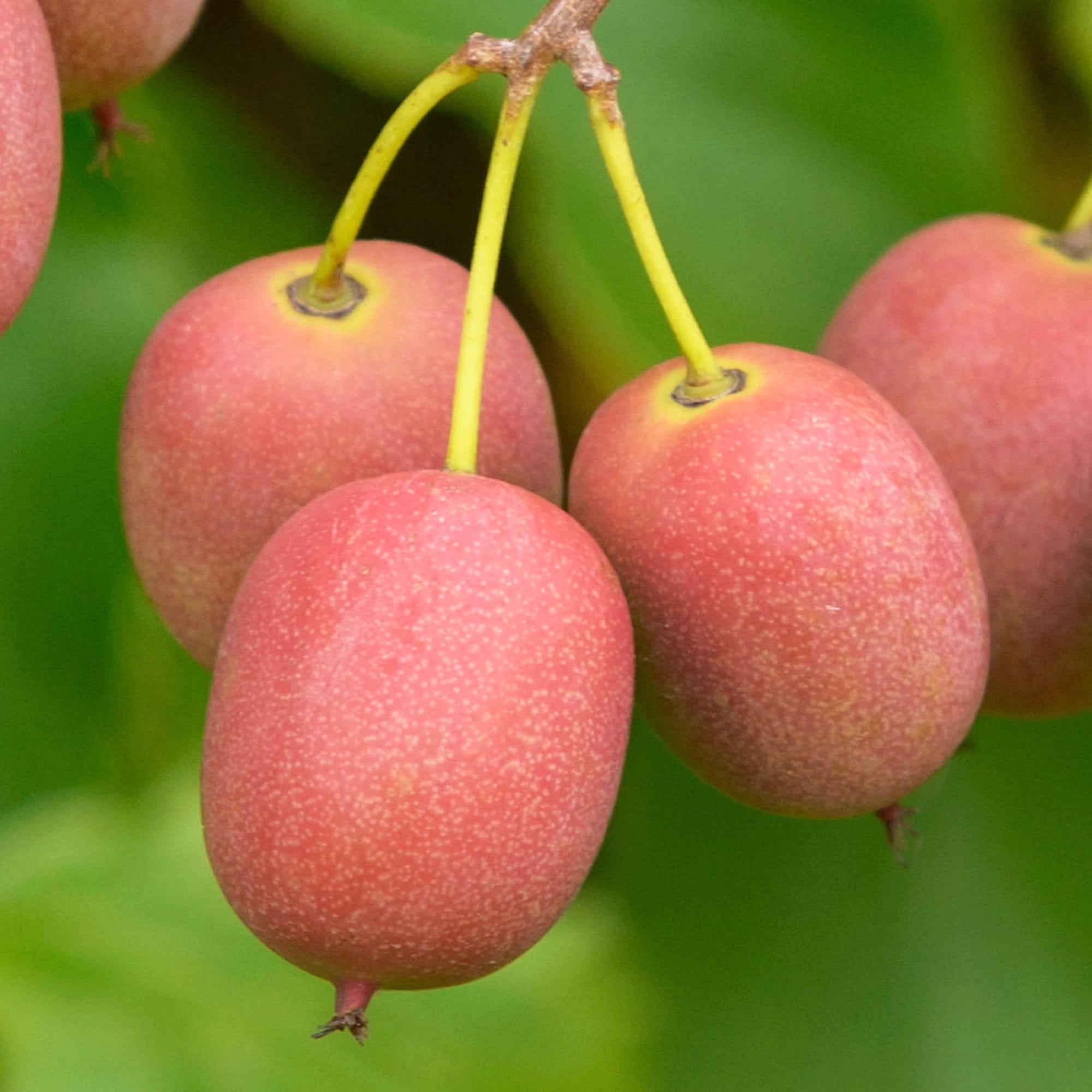 Kiwi - Actinidia arguta 'Ken's Red' (Rode Kiwi) D9 – Secret Garden