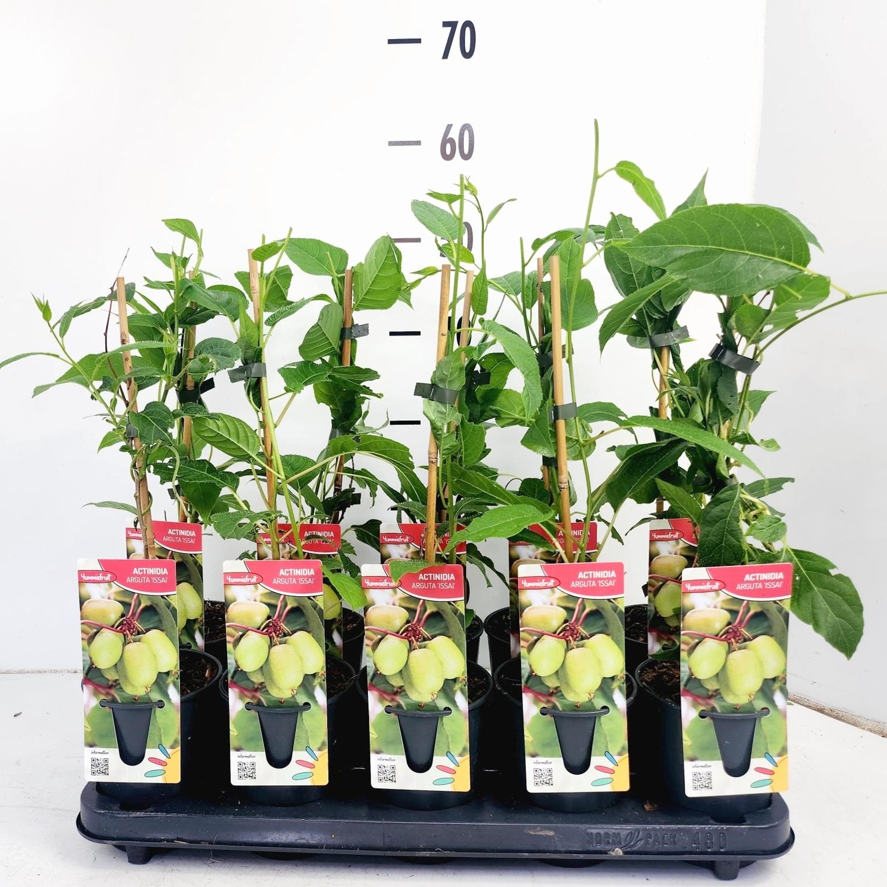 Kiwi - Actinidia arguta 'Issai' (mini-Kiwi)