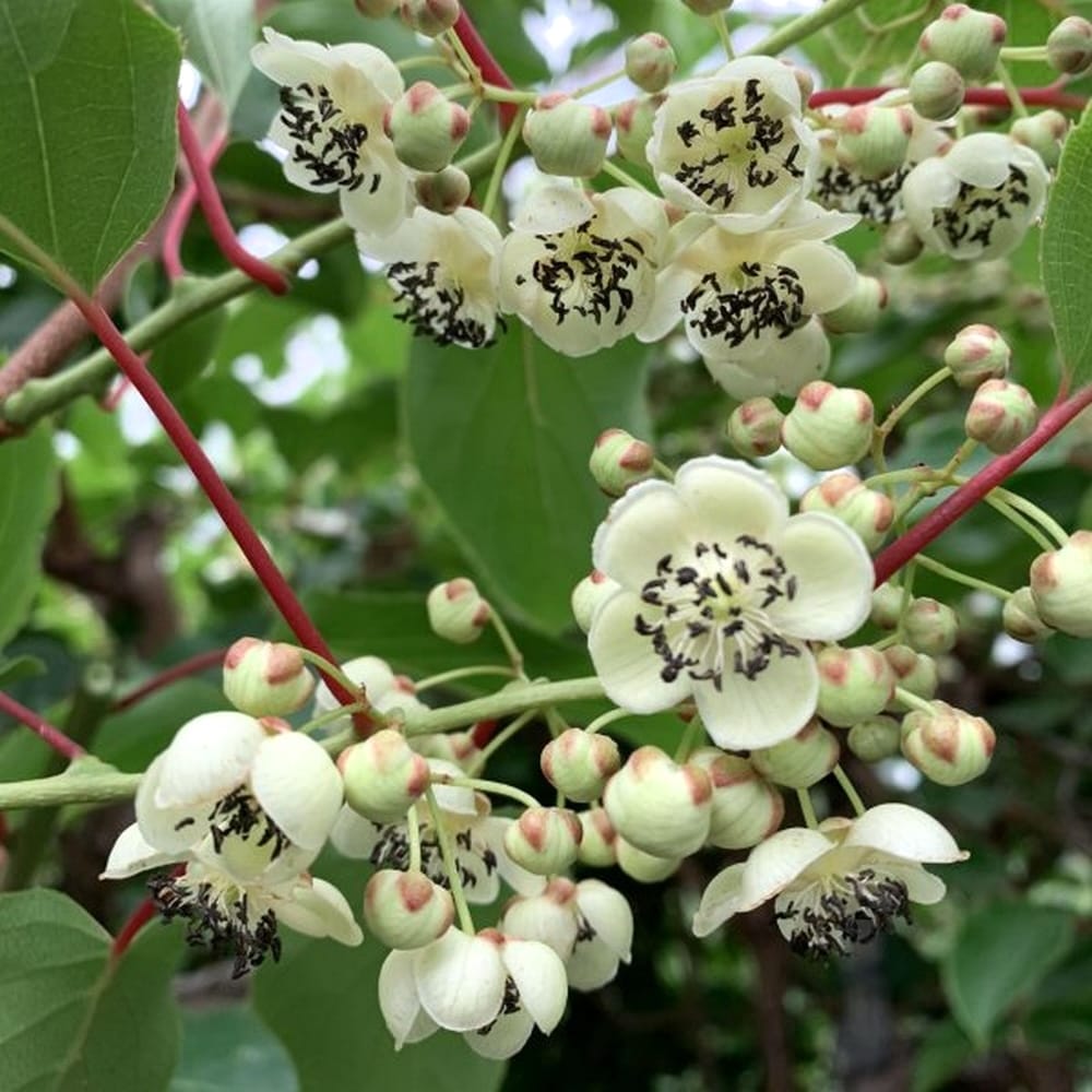 Kiwi - Actinidia arguta 'Weiki' (mascul polenizator)