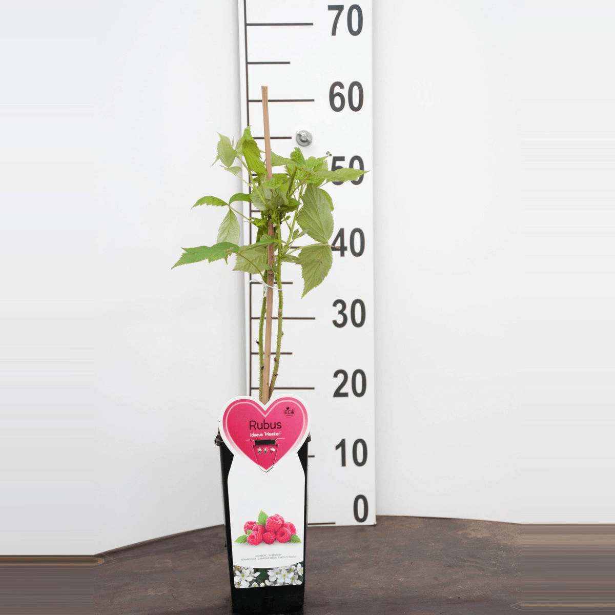 Zmeur - Rubus idaeus 'Meeker' (sezon recoltare lung)