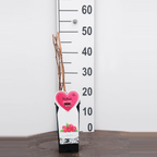 Zmeur - Rubus idaeus 'Meeker' (sezon recoltare lung)