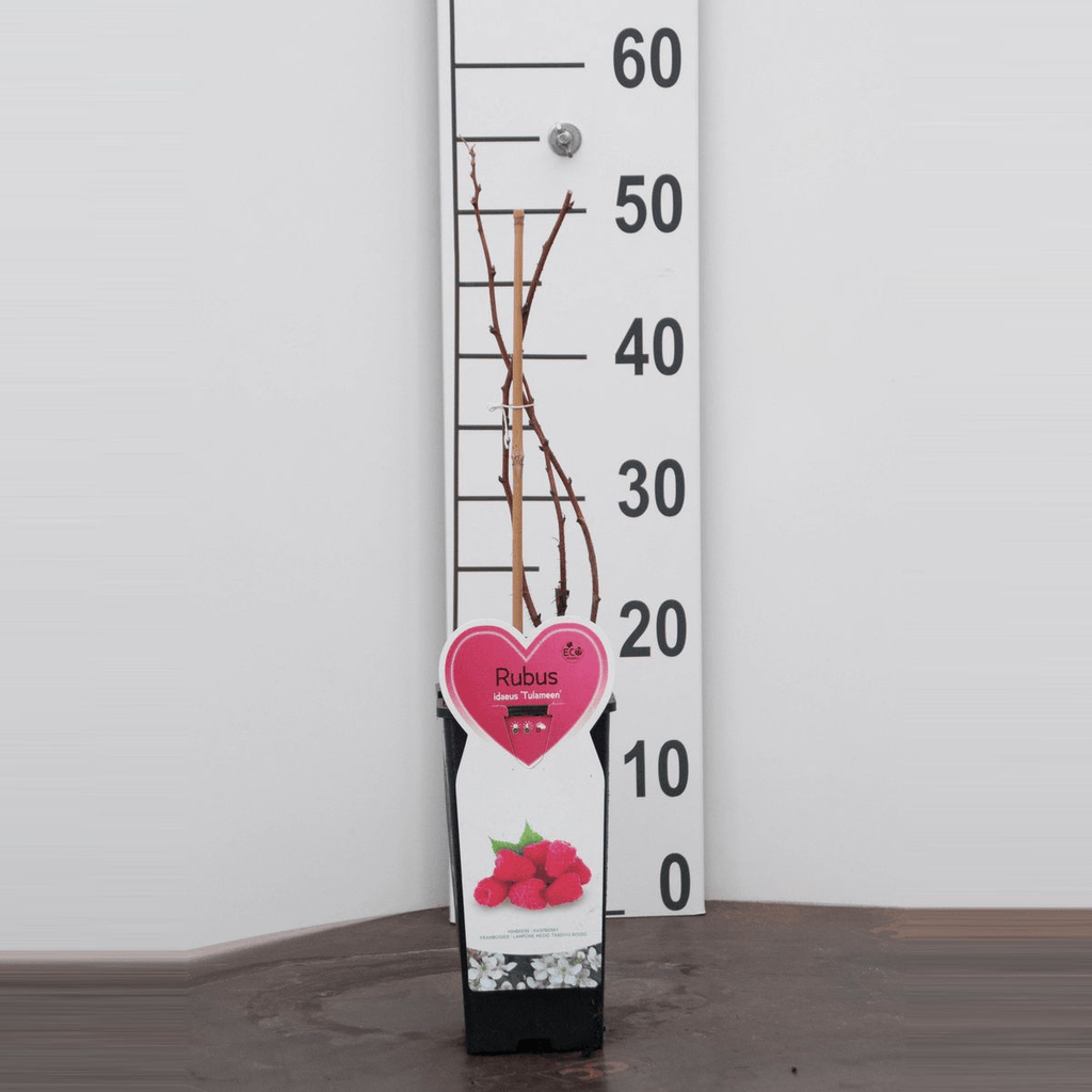 Rubus idaeus 'Tulameen'