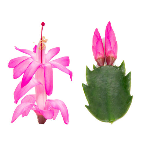 Schlumbergera ‘Carollyne’ (Craciunita) 2pp